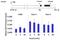 H3 Histone Family Member 3B antibody, 710293, Invitrogen Antibodies, Chromatin Immunoprecipitation image 