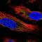 Phospholipase A2 Group IB antibody, NBP2-32569, Novus Biologicals, Immunofluorescence image 