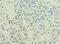 Kynurenine 3-Monooxygenase antibody, LS-C376014, Lifespan Biosciences, Immunohistochemistry paraffin image 