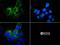 ATP Binding Cassette Subfamily B Member 5 antibody, NBP1-77689, Novus Biologicals, Immunofluorescence image 