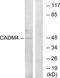 CADM4 antibody, GTX87808, GeneTex, Western Blot image 