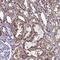 HIG1 Hypoxia Inducible Domain Family Member 2A antibody, HPA042715, Atlas Antibodies, Immunohistochemistry paraffin image 