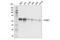 YTH N6-Methyladenosine RNA Binding Protein 1 antibody, 86463S, Cell Signaling Technology, Western Blot image 