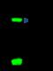 Interferon Induced Transmembrane Protein 1 antibody, GTX02033, GeneTex, Immunoprecipitation image 