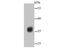 Protein Phosphatase 2 Catalytic Subunit Beta antibody, NBP2-67688, Novus Biologicals, Western Blot image 