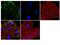 SMAD Family Member 7 antibody, 701940, Invitrogen Antibodies, Immunofluorescence image 