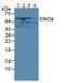 Kynurenine 3-monooxygenase antibody, abx131242, Abbexa, Western Blot image 