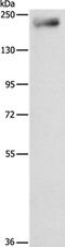 IQ Motif Containing GTPase Activating Protein 3 antibody, PA5-50230, Invitrogen Antibodies, Western Blot image 