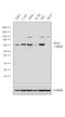 Neutrophil Cytosolic Factor 2 antibody, PA5-37323, Invitrogen Antibodies, Western Blot image 