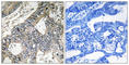 GUF1 Homolog, GTPase antibody, abx014513, Abbexa, Western Blot image 