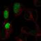 POU Class 3 Homeobox 3 antibody, PA5-65740, Invitrogen Antibodies, Immunofluorescence image 