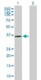 Fructosamine 3 Kinase antibody, H00064122-D01P, Novus Biologicals, Western Blot image 