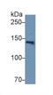 Hypoxia Up-Regulated 1 antibody, LS-C294563, Lifespan Biosciences, Western Blot image 