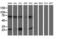 Phosphoglycerate Mutase 2 antibody, LS-B9469, Lifespan Biosciences, Western Blot image 