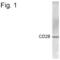 CD28 antibody, PA1-4144, Invitrogen Antibodies, Western Blot image 