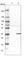 SH3 Domain Containing GRB2 Like, Endophilin B1 antibody, HPA019900, Atlas Antibodies, Western Blot image 