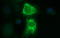 Thioredoxin-related transmembrane protein 1 antibody, LS-C788425, Lifespan Biosciences, Immunofluorescence image 