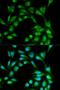 Inducible T Cell Costimulator antibody, LS-B11916, Lifespan Biosciences, Immunofluorescence image 