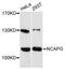 Non-SMC Condensin I Complex Subunit G antibody, LS-C748184, Lifespan Biosciences, Western Blot image 