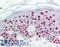 SET Nuclear Proto-Oncogene antibody, LS-B2058, Lifespan Biosciences, Immunohistochemistry frozen image 