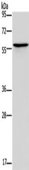 Adrenoceptor Alpha 1B antibody, TA323586, Origene, Western Blot image 