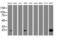 PYD And CARD Domain Containing antibody, M00362-1, Boster Biological Technology, Western Blot image 