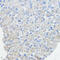Frataxin antibody, 16-775, ProSci, Immunohistochemistry frozen image 