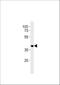 Heterogeneous Nuclear Ribonucleoprotein A/B antibody, A07146-1, Boster Biological Technology, Western Blot image 