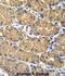 V-Set And Immunoglobulin Domain Containing 1 antibody, abx026506, Abbexa, Immunohistochemistry frozen image 