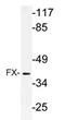 Tissue Specific Transplantation Antigen P35B antibody, AP21180PU-N, Origene, Western Blot image 