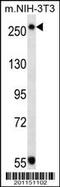 TSC Complex Subunit 2 antibody, TA324345, Origene, Western Blot image 