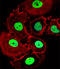 Homeobox C10 antibody, LS-C159865, Lifespan Biosciences, Immunofluorescence image 