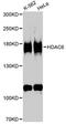 Histone Deacetylase 6 antibody, A1732, ABclonal Technology, Western Blot image 