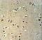 Potassium Channel Tetramerization Domain Containing 21 antibody, LS-C165459, Lifespan Biosciences, Immunohistochemistry frozen image 