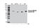 Myristoylated Alanine Rich Protein Kinase C Substrate antibody, 8722T, Cell Signaling Technology, Western Blot image 