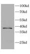 Coiled-Coil Domain Containing 42 antibody, FNab01357, FineTest, Western Blot image 
