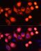 HRas Proto-Oncogene, GTPase antibody, LS-C747375, Lifespan Biosciences, Immunofluorescence image 
