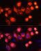 HRas Proto-Oncogene, GTPase antibody, LS-C747375, Lifespan Biosciences, Immunofluorescence image 