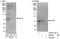 Kinesin light chain 2 antibody, A302-712A, Bethyl Labs, Immunoprecipitation image 