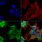 Voltage Dependent Anion Channel 1 antibody, 56564, QED Bioscience, Immunocytochemistry image 