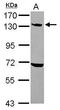 Ubiquitination Factor E4A antibody, GTX110889, GeneTex, Western Blot image 