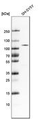 Unc-51 Like Autophagy Activating Kinase 2 antibody, HPA009027, Atlas Antibodies, Western Blot image 