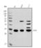 Homeobox B9 antibody, A05689-1, Boster Biological Technology, Western Blot image 