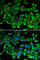 Aminoacyl TRNA Synthetase Complex Interacting Multifunctional Protein 1 antibody, A5301, ABclonal Technology, Immunofluorescence image 