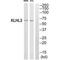 Kelch Like Family Member 3 antibody, PA5-49888, Invitrogen Antibodies, Western Blot image 