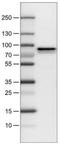 Metadherin antibody, NBP2-30458, Novus Biologicals, Western Blot image 
