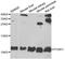 Pterin-4 Alpha-Carbinolamine Dehydratase 1 antibody, abx004887, Abbexa, Western Blot image 
