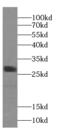 Calpain Small Subunit 2 antibody, FNab01219, FineTest, Western Blot image 