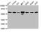 FKBP Prolyl Isomerase 4 antibody, CSB-PA008700EA01HU, Cusabio, Western Blot image 