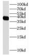 Fucose-1-Phosphate Guanylyltransferase antibody, FNab03216, FineTest, Western Blot image 